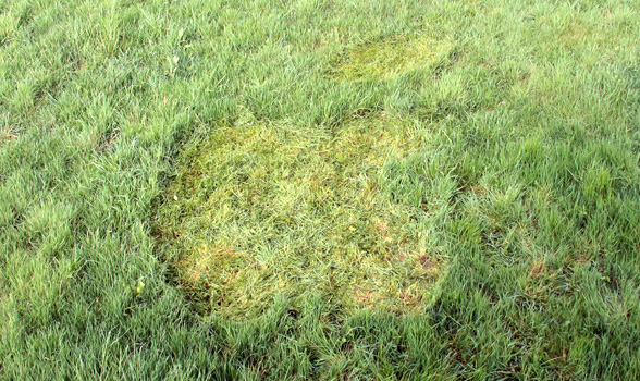 Apple à la campagne Crop Circle